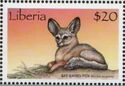 Bat-Eared Fox (Otocyon megalotis)