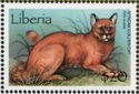 African Golden Cat (Profelis aurata)