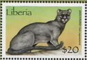 Jaguarundi (Herpailurus yagouaroundi