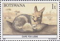 Cape Fox (Vulpes chama)
