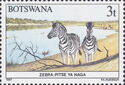 Burchell's Zebra (Equus burchelli)
