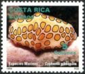 Flamingo Tongue Snail (Cyphoma gibbosum)