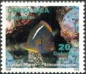 King Angelfish (Holacanthus passer)