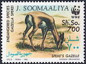 Speke's Gazelle (Gazella spekei)