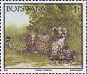 Cheetah (Acinonyx jubatus)