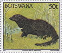 Water Mongoose (Atilax paludinosus)