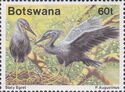 Slaty Egret (Egretta vinaceigula)