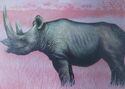 Rhinoceros