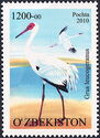 Siberian Crane (Grus leucogeranus)