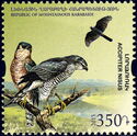 Eurasian Sparrowhawk (Accipiter nisus)