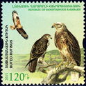 Long-legged Buzzard (Buteo rufinus)