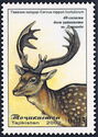 Dybowski's Sika Deer (Cervus nippon hortulorum)