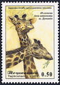 Reticulated Giraffe (Giraffa camelopardalis reticulata)