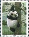 Giant Panda (Ailuropoda melanoleuca)