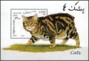 Manx Cat (Felis silvestris catus)