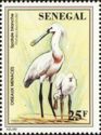 Eurasian Spoonbill (Platalea leucorodia)