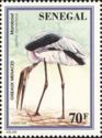 Marabou Stork (Leptoptilos crumenifer)