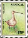 Eurasian Curlew (Numenius arquata)