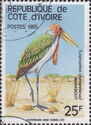 Marabout (Leptoptilos crumeniferus)