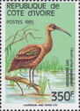 Hadada Ibis (Bostrychia hagedash)