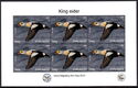 King eider Bird- World Migratory Bird Day