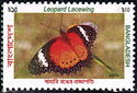 Leopard Lacewing (Cethosia cyane)