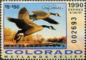 Canada goose (Branta canadensis)