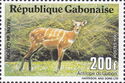 Central Bushbuck (Tragelaphus phaleratus)