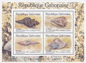 Shells from Gabon