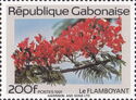 Flamboyant (Delonix regia)