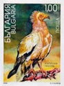 Egyptian Vulture (Neophron percnopterus)