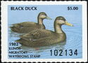 American black duck (Anas rubripes)