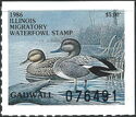 Gadwall (Anas strepera)