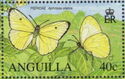 Statira Sulphur (Aphrissa statira)