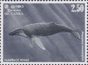 Humpback Whale (Megaptera novaeangliae)