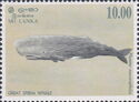 Great Sperm Whale (Physeter macrocephalus)