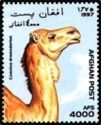 Dromedary (Camelus dromedarius)