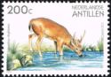 White-tailed Deer (Odocoileus virginianus)