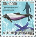 Commerson's Dolphin (Cephalorhynchus commersonii)