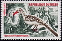 Northern Red-billed Hornbill (Tockus erythrorhynchus)
