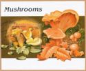 Chanterelle (Cantharellus cibarius)
