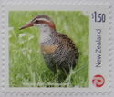 Banded Rail (Gallirallus philippensis)
