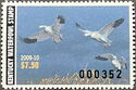 Snow goose (Anser caerulescens)