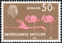 American Flamingo (Phoenicopterus ruber), Bonaire