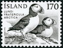 Atlantic Puffin (Fratercula arctica)