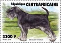 Miniature Schnauzer (Canis lupus familiaris)