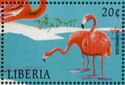 Greater Flamingo (Phoenicopterus ruber)