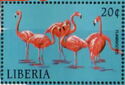 Greater Flamingo (Phoenicopterus ruber)