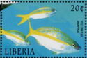 Yellow Snapper (Ocyurus chrysurus)