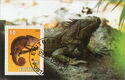 Lizard (Chameleon) and Reptile (Frilled Dragon)
